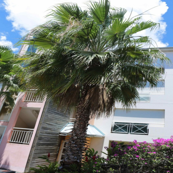Offres de vente Appartement Baie-Mahault 97122